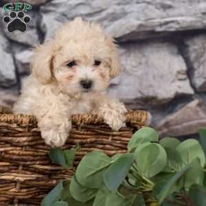 Eddy, Bich-Poo Puppy